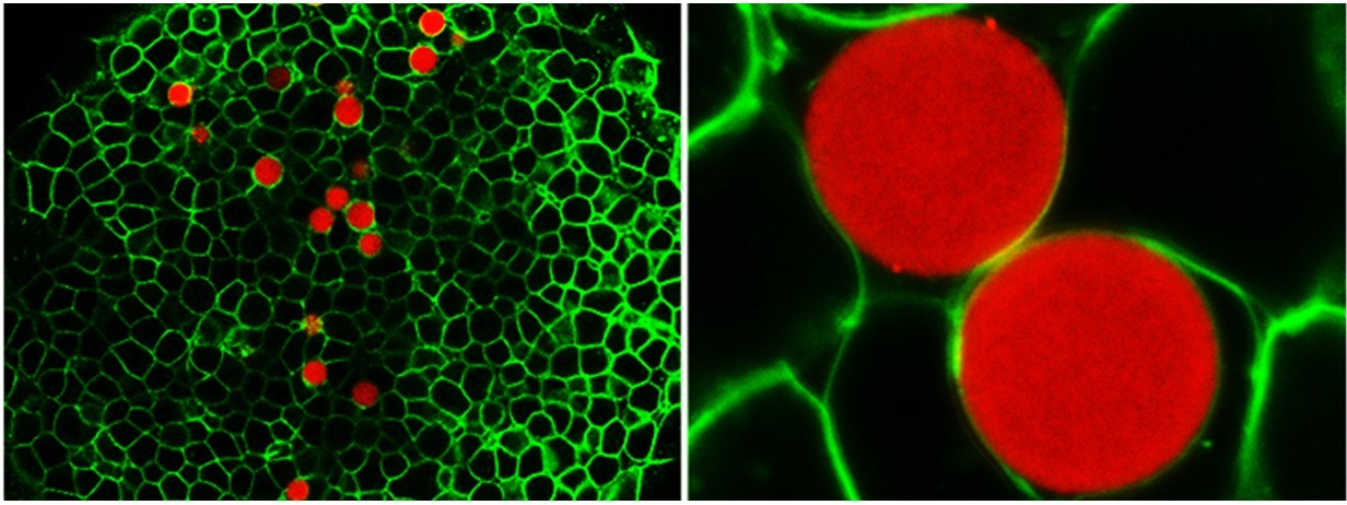 180329_Microgels in cell tissue
