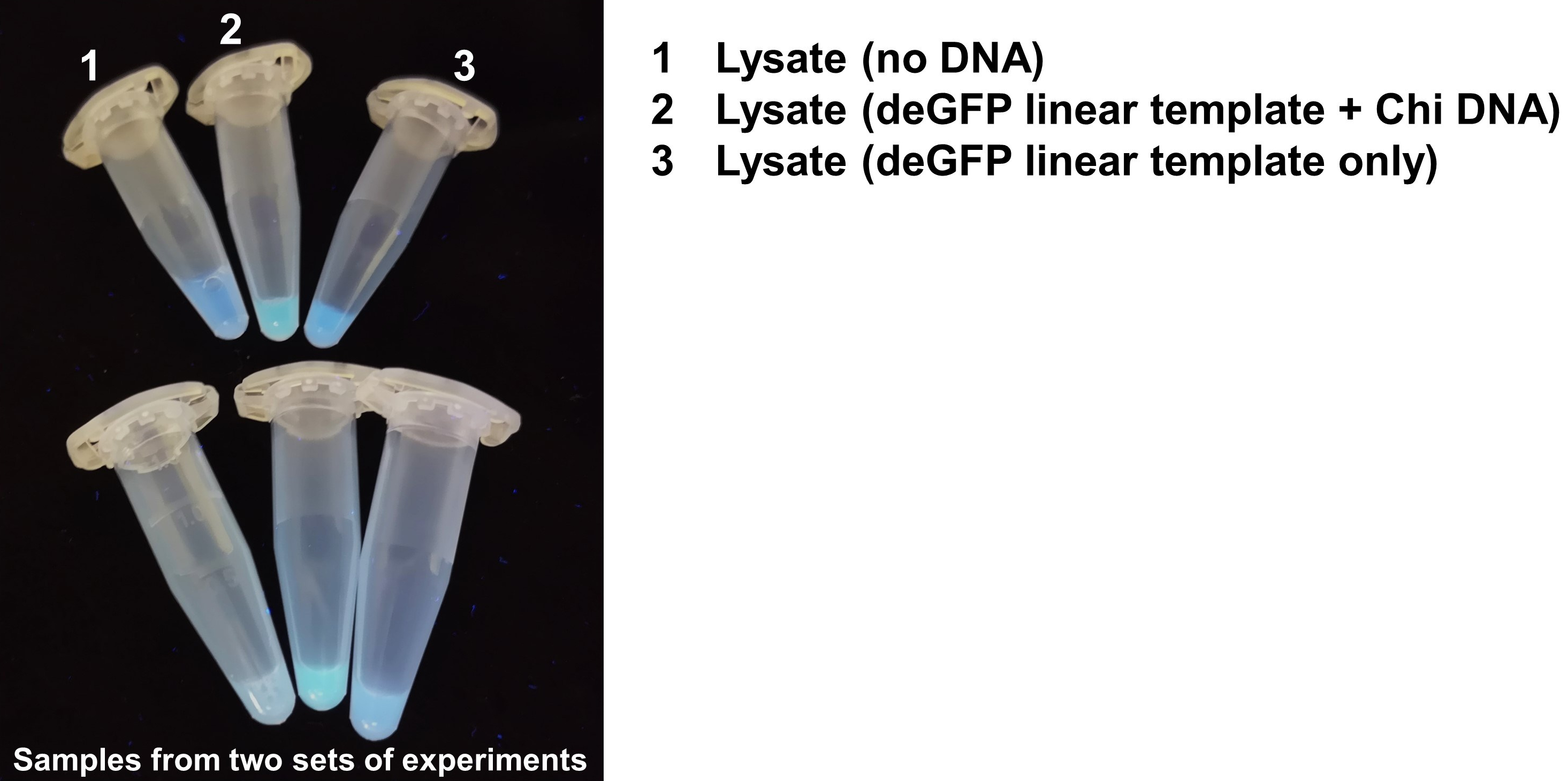 190731_Homepage news_LYSATE